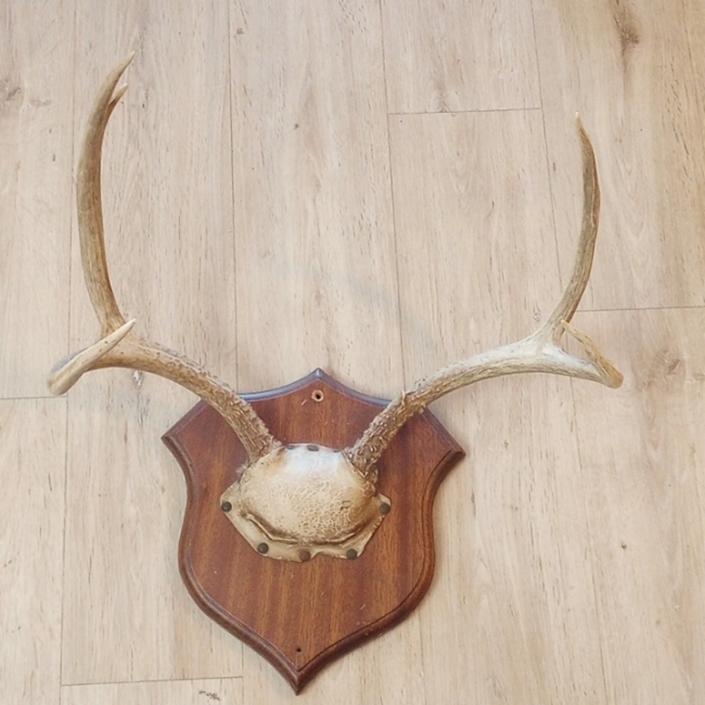 Vintage Deer antlers.